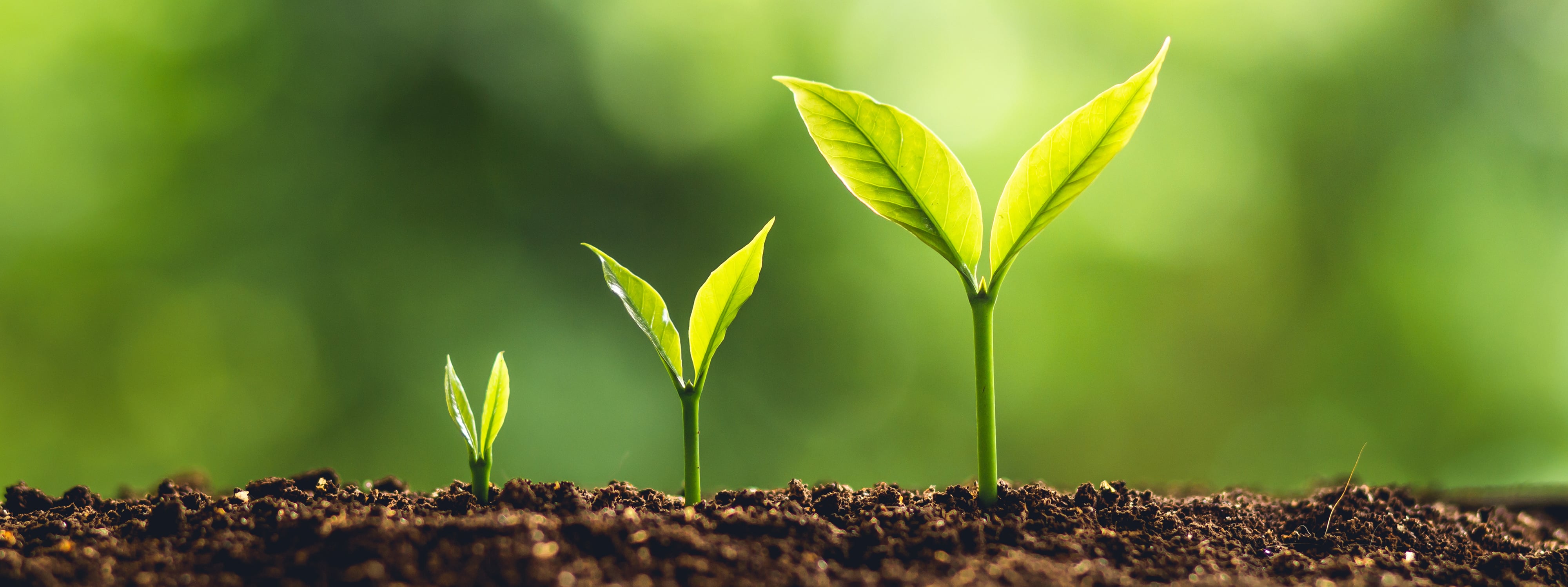 Cultivating a growth mindset - UTS Open